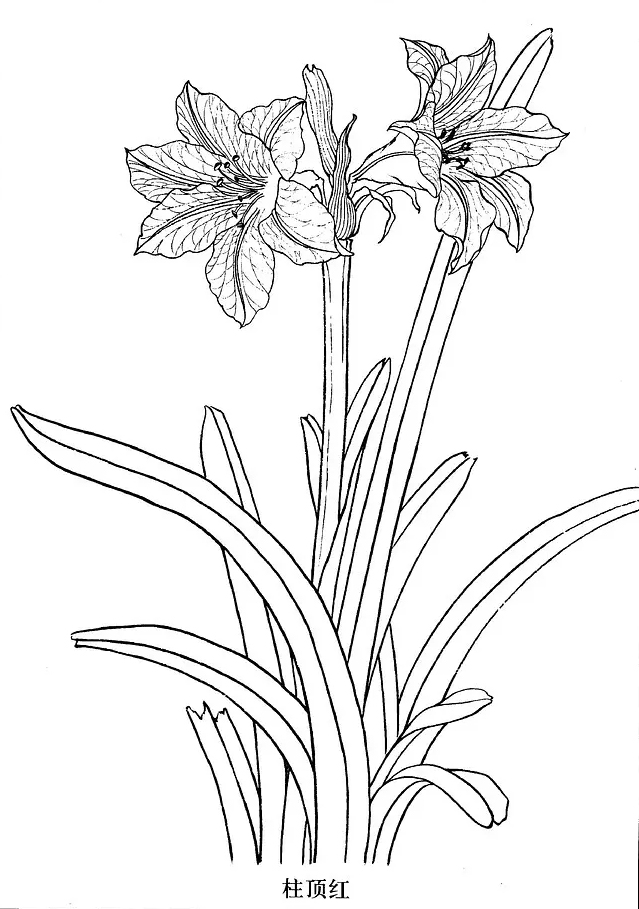 国画工笔白描花卉线稿桃花教程,工笔白描花卉牡丹与上色图