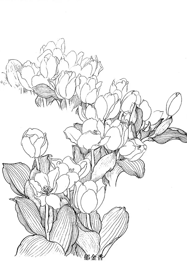 国画工笔白描花卉线稿桃花教程,工笔白描花卉牡丹与上色图