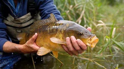 海竿不用浮漂怎么定点抛投,海竿打窝器定点最佳方法