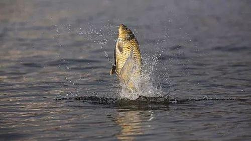 海竿不用浮漂怎么定点抛投,海竿打窝器定点最佳方法