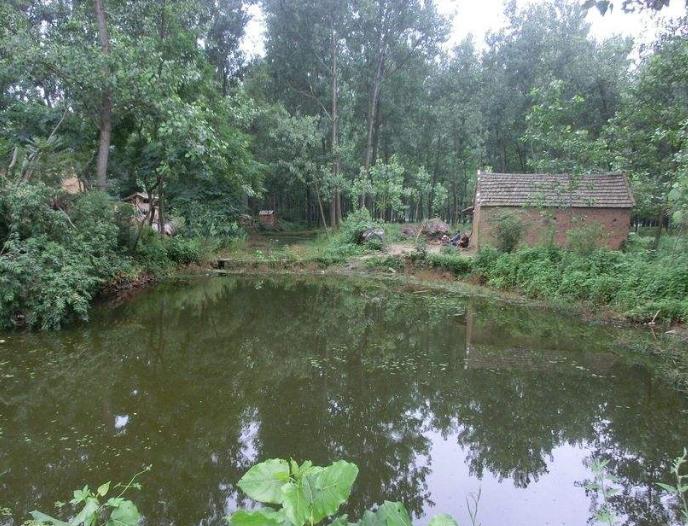 门前开塘家败人亡是什么意思,门前有一塘家败人心怎么解释