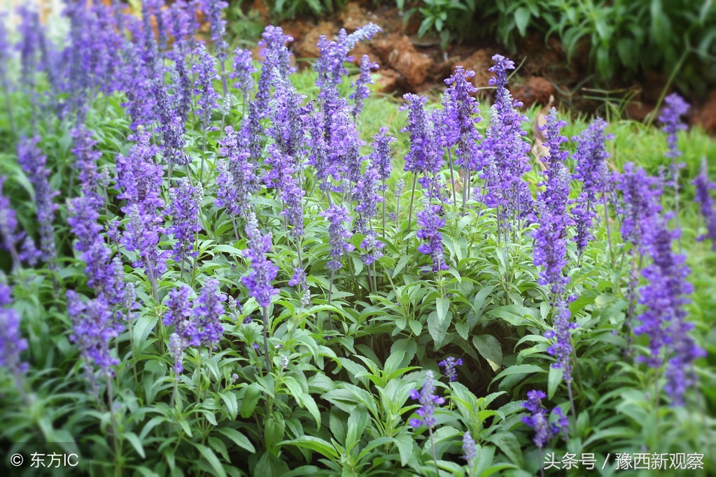 渑池县张村镇漏泉村姓马的有几家,三门峡市渑池县张家镇漏泉村