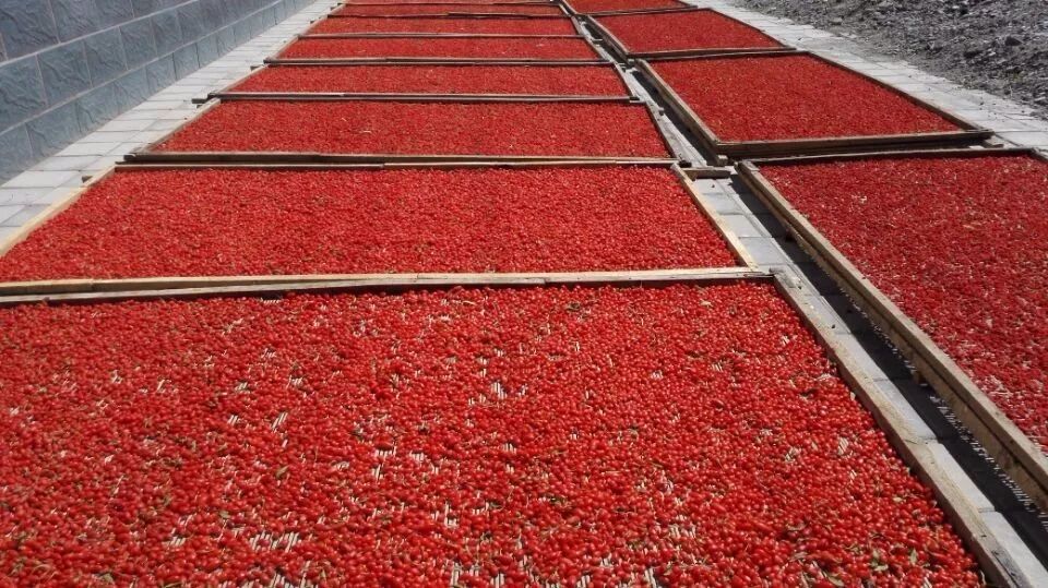 一颗枸杞改变一个村庄！跑完戈壁挑战赛，他们又跑赢了……