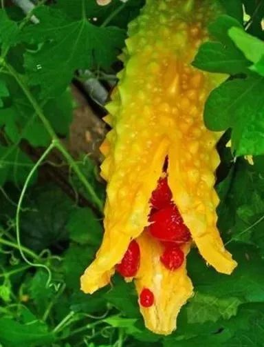 苦瓜不苦后面一句,让苦瓜不苦的妙招