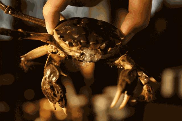 忙归忙，勿忘“六月黄”，今年第一个吃螃蟹的人是谁？