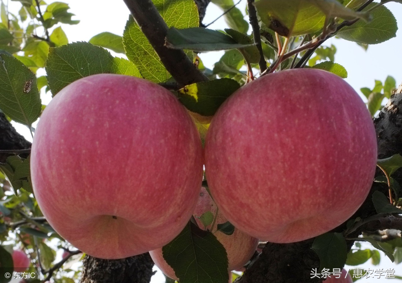 苹果炭疽叶枯病打什么药好,苹果炭疽叶枯病防治