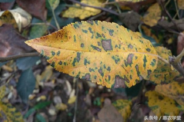 苹果炭疽叶枯病打什么药好,苹果炭疽叶枯病防治