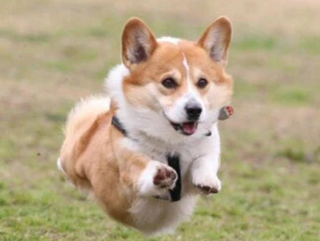 匡威1970s适合个子矮的吗,个子不高有点胖的人怎么穿搭