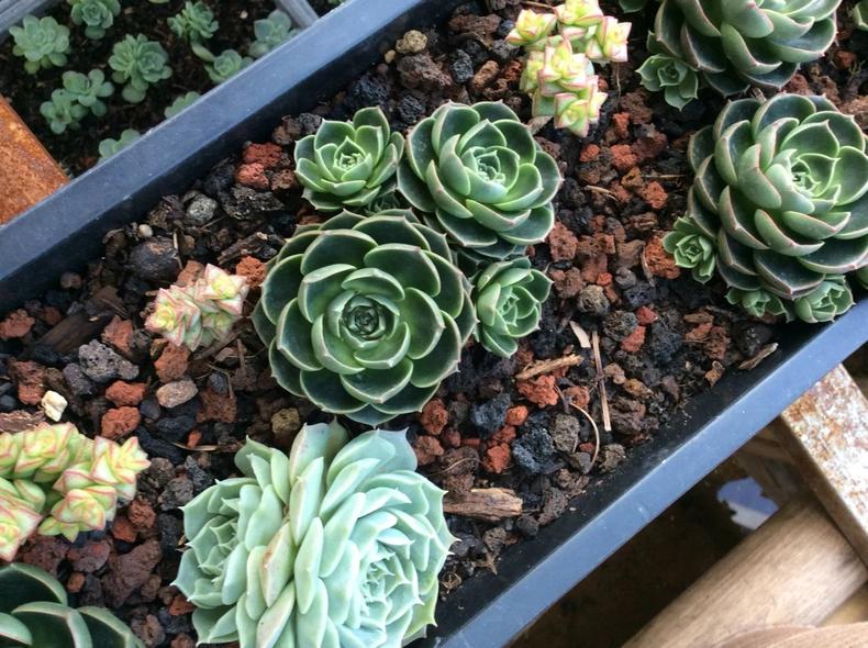 多肉长出侧芽以后，最正确的处理方式！