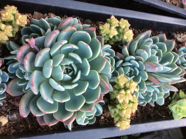 多肉长出侧芽以后，最正确的处理方式！