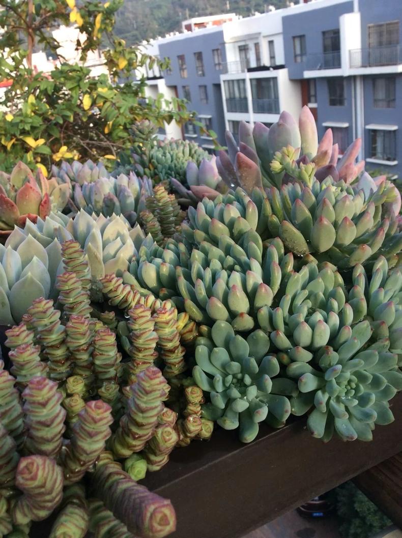 多肉长出侧芽以后，最正确的处理方式！