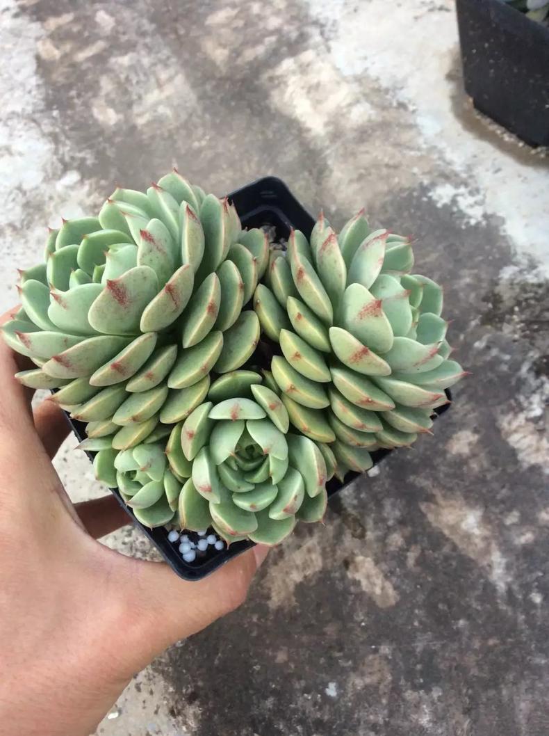 多肉长出侧芽以后，最正确的处理方式！