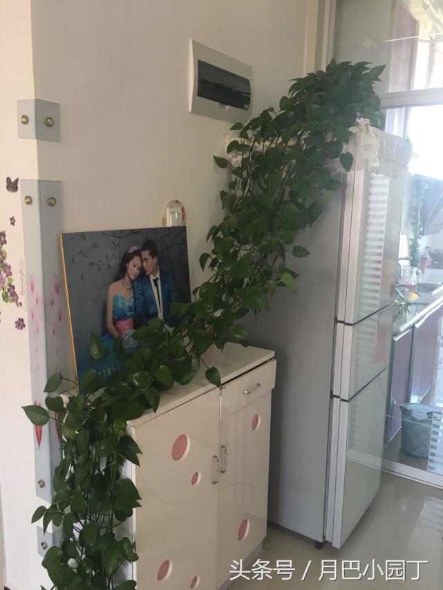 绿萝水养怎么越养越绿越养越茂盛,日常水养绿萝怎么养才能长得茂盛