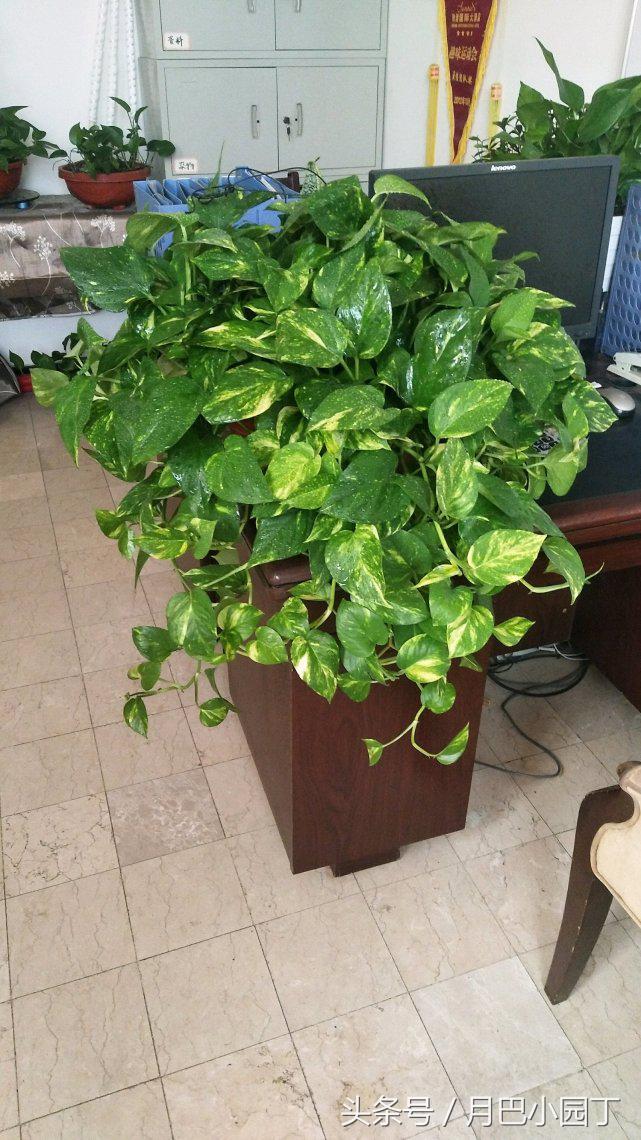 绿萝水养怎么越养越绿越养越茂盛,日常水养绿萝怎么养才能长得茂盛