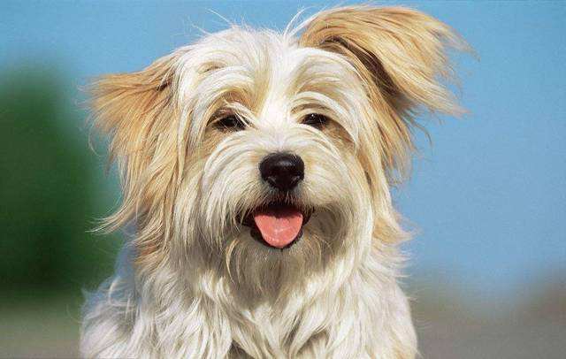 情感测试单身狗,情感测试希望哪种动物会说话