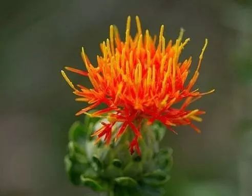 红花油有活血化瘀的功效吗,红花油活血化瘀通络