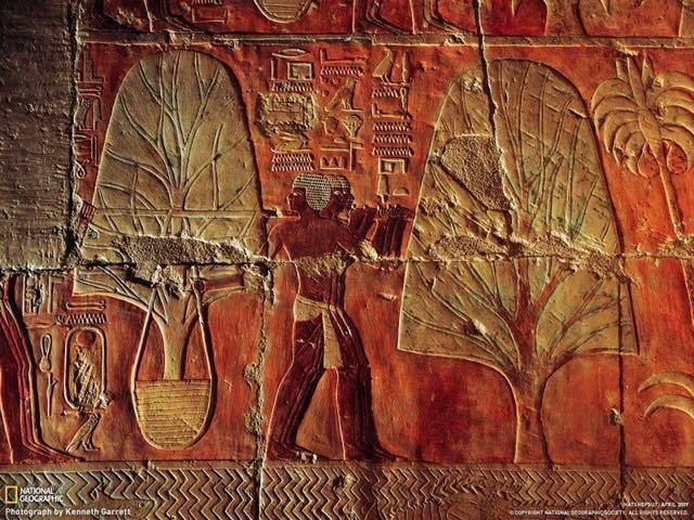 精油为什么有疗愈作用,精油为什么可以疗愈