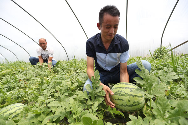 大兴“8424”充斥市场怎么办？点点手机就可以买到官方认证的