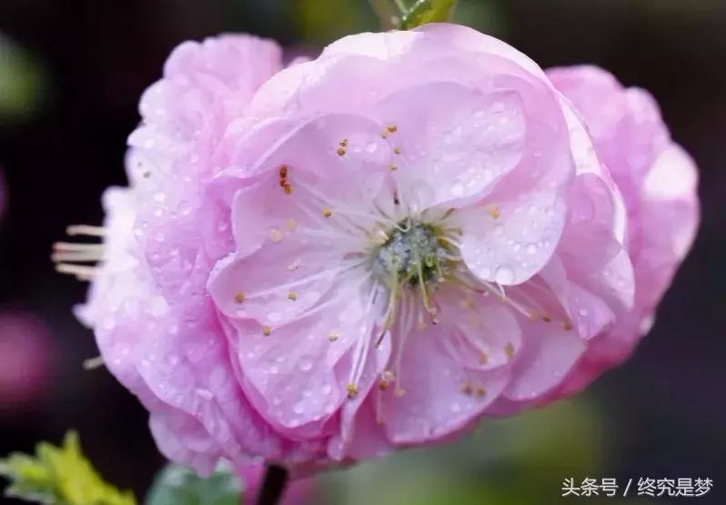 时光抗皱紧致面膜,时光留韵紧致面膜