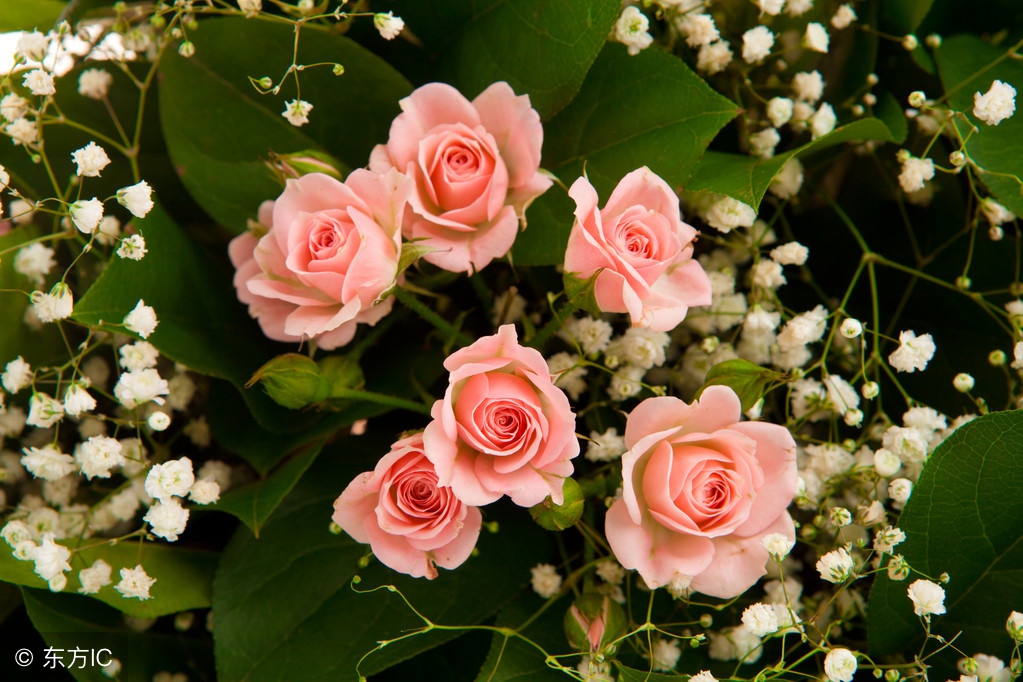 花香满屋（情感故事）