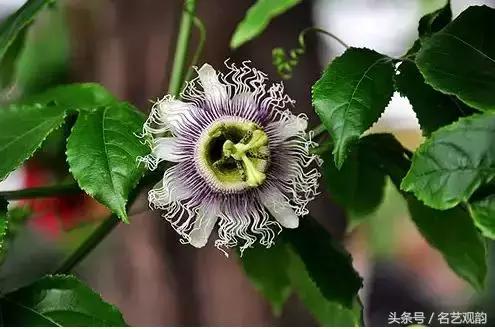 中式书房好物,书房中式装修