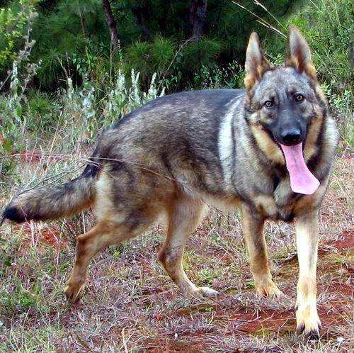 狼青犬和昆明犬哪个好养,昆明犬可以在城市养吗