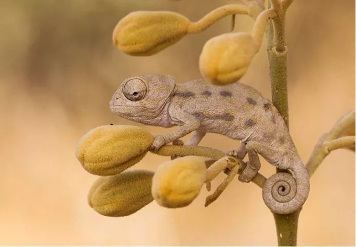 《自然之美》,自然之美摄影大赛