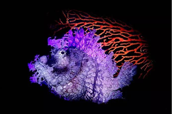 《自然之美》,自然之美摄影大赛