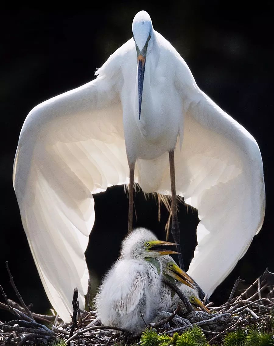《自然之美》,自然之美摄影大赛