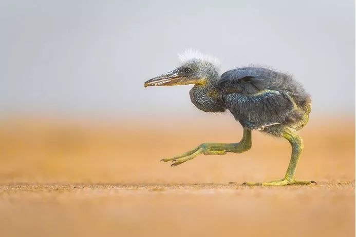 《自然之美》,自然之美摄影大赛