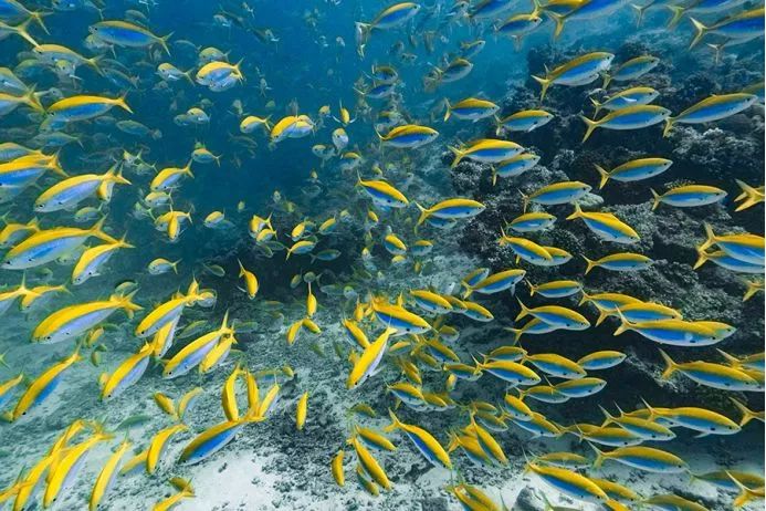 《自然之美》,自然之美摄影大赛