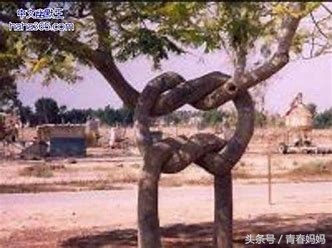 学拼音技巧声母韵母整体认读音节,学拼音声母技巧