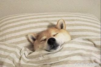 学拼音技巧声母韵母整体认读音节,学拼音声母技巧