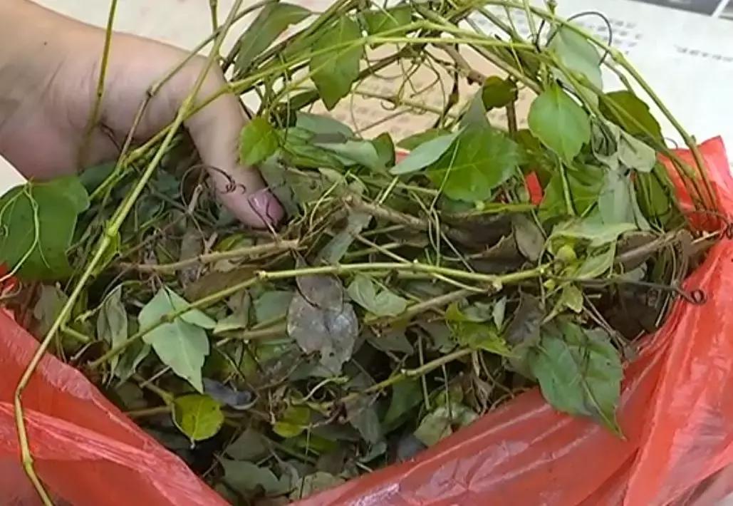 男子喝了碗凉茶，竟然喝出肾衰竭！这些体质的人喝茶要当心