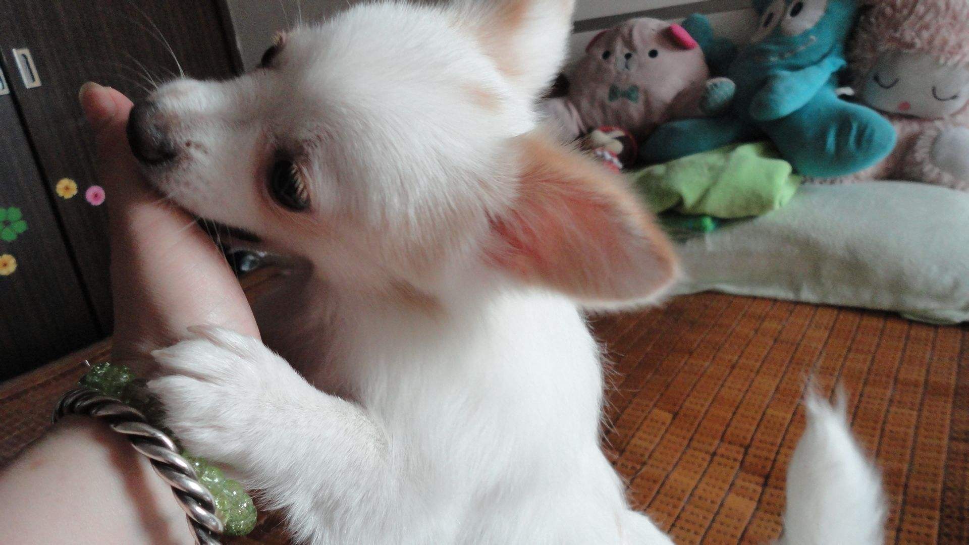 狗狗乱舔怎么治疗,狗狗乱舔东西是什么原因