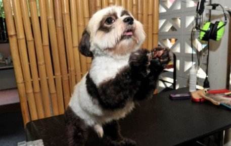 你家狗狗会跳墙吗,你家狗狗会游泳吗