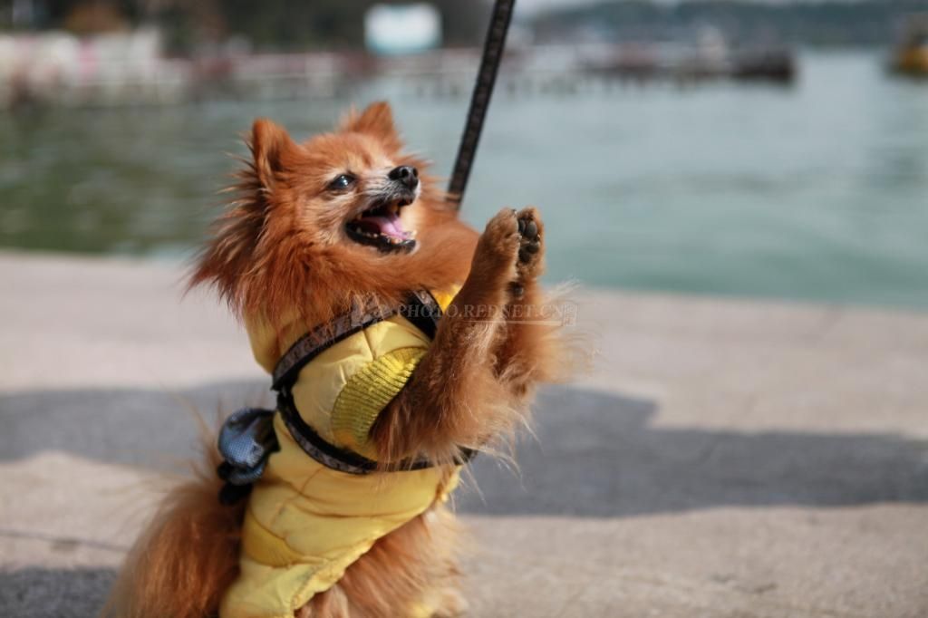 你家狗狗会跳墙吗,你家狗狗会游泳吗