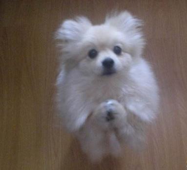 你家狗狗会跳墙吗,你家狗狗会游泳吗