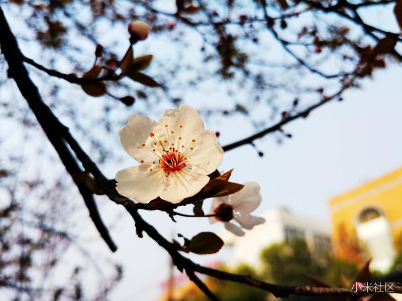 小米长焦微距拍照技巧,小米手机怎么制作专业的微距镜头