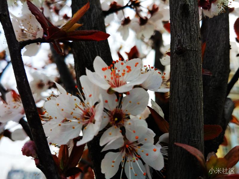 小米长焦微距拍照技巧,小米手机怎么制作专业的微距镜头