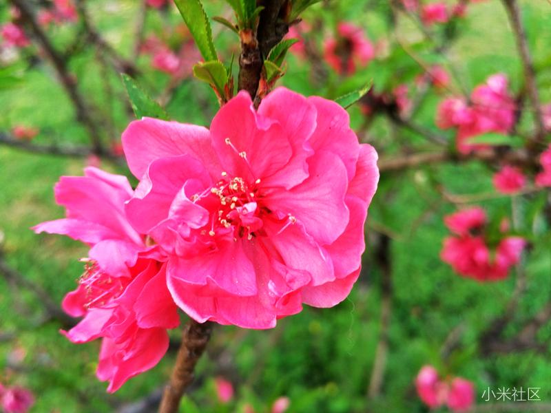 小米长焦微距拍照技巧,小米手机怎么制作专业的微距镜头