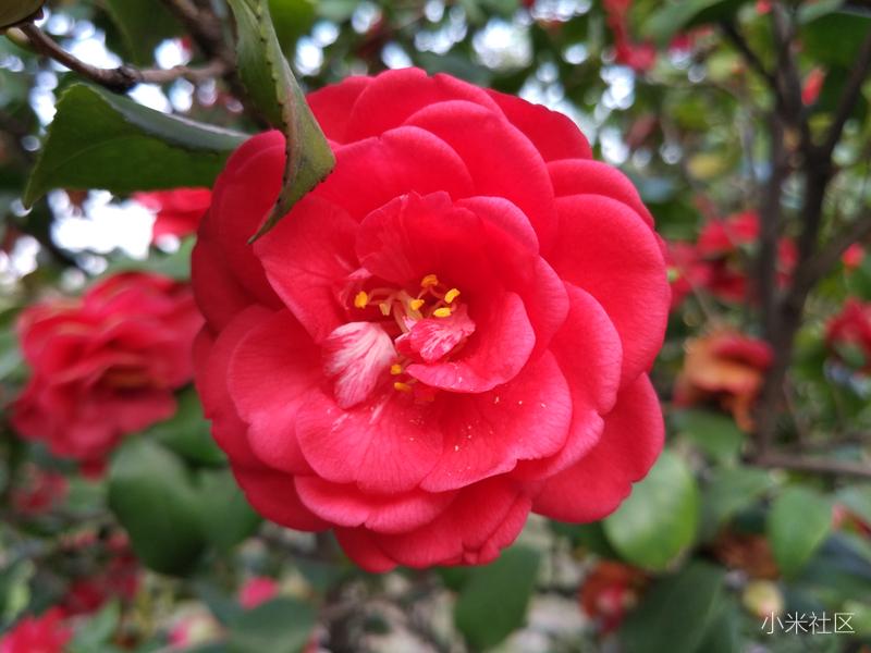 小米长焦微距拍照技巧,小米手机怎么制作专业的微距镜头