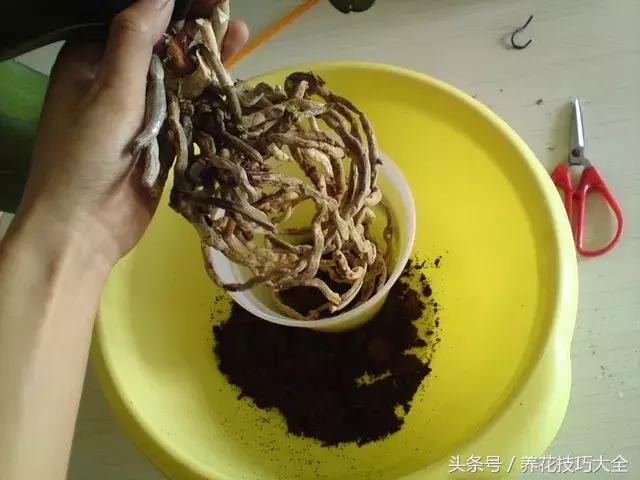 蝴蝶兰烂根怎么处理啊,怎么拯救蝴蝶兰烂根