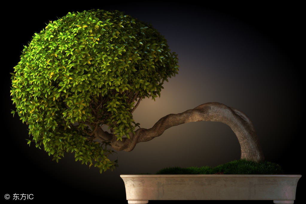 清韵优雅的盆景欣赏,盆景欣赏难得一见的绝美盆景艺术