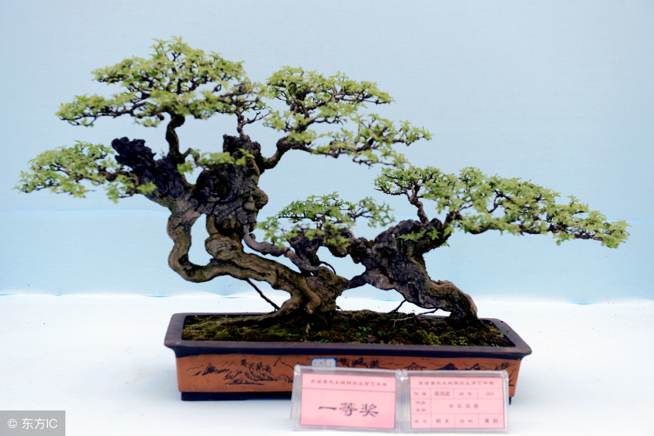 清韵优雅的盆景欣赏,盆景欣赏难得一见的绝美盆景艺术