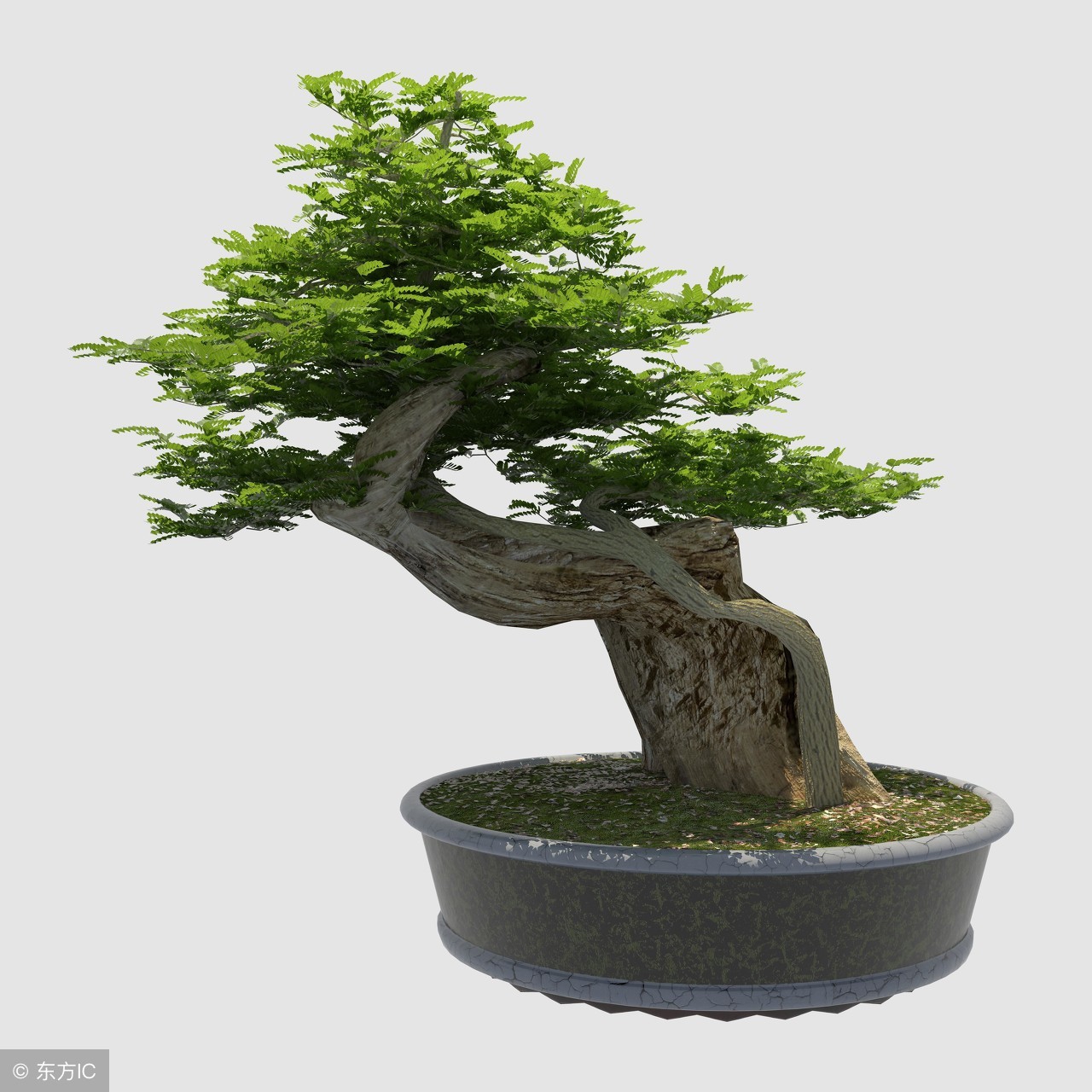 清韵优雅的盆景欣赏,盆景欣赏难得一见的绝美盆景艺术