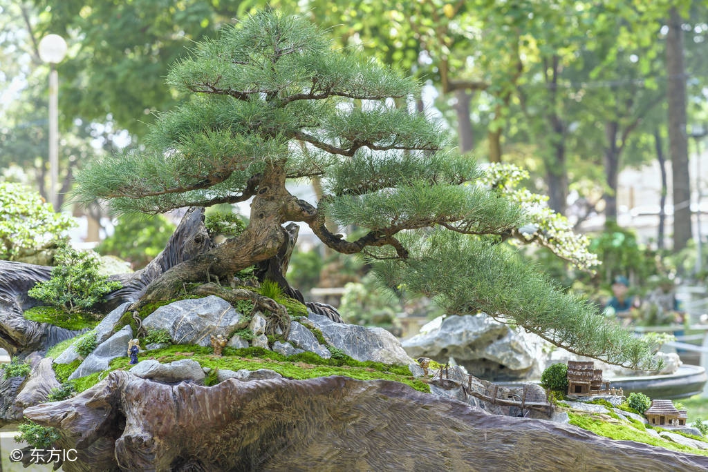 清韵优雅的盆景欣赏,盆景欣赏难得一见的绝美盆景艺术