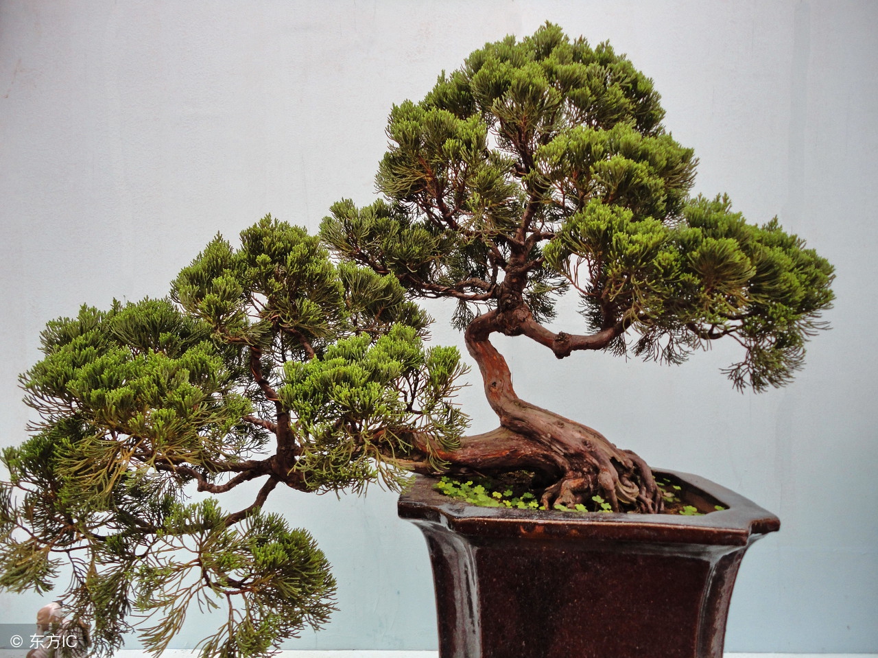 清韵优雅的盆景欣赏,盆景欣赏难得一见的绝美盆景艺术