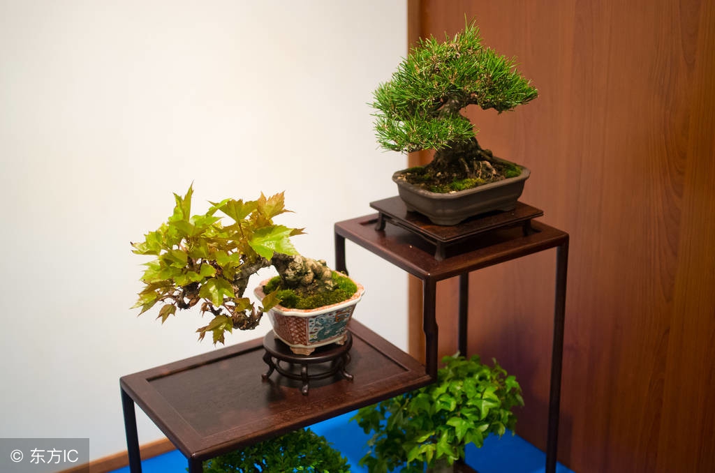 清韵优雅的盆景欣赏,盆景欣赏难得一见的绝美盆景艺术