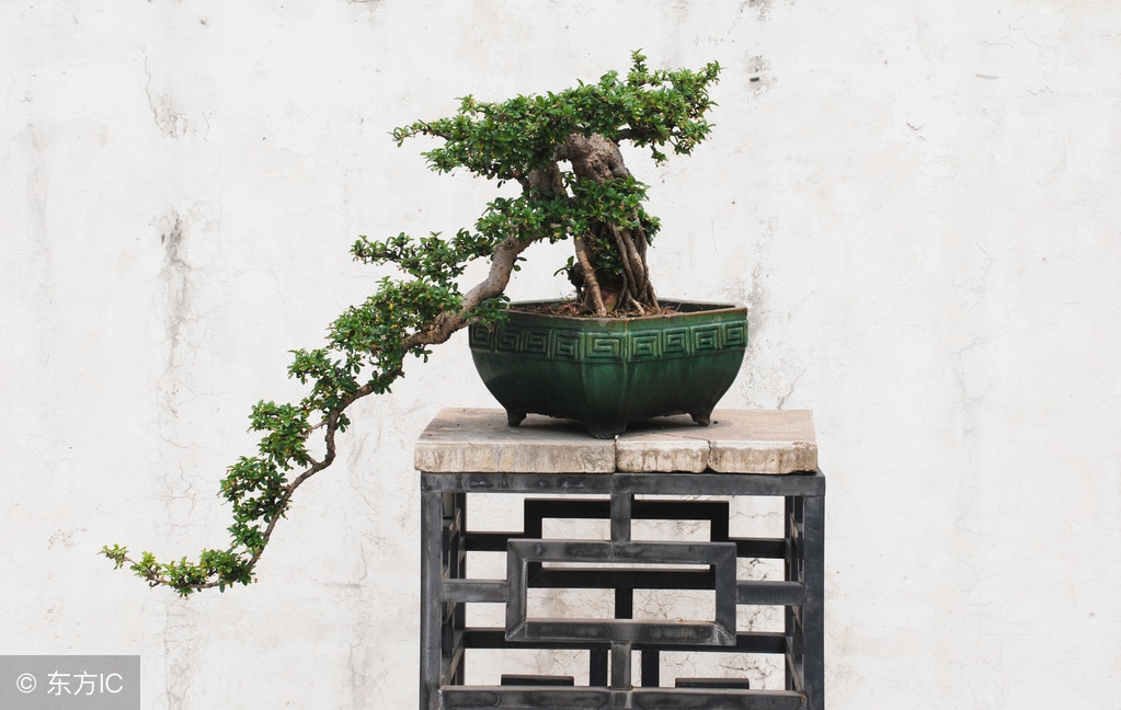 清韵优雅的盆景欣赏,盆景欣赏难得一见的绝美盆景艺术